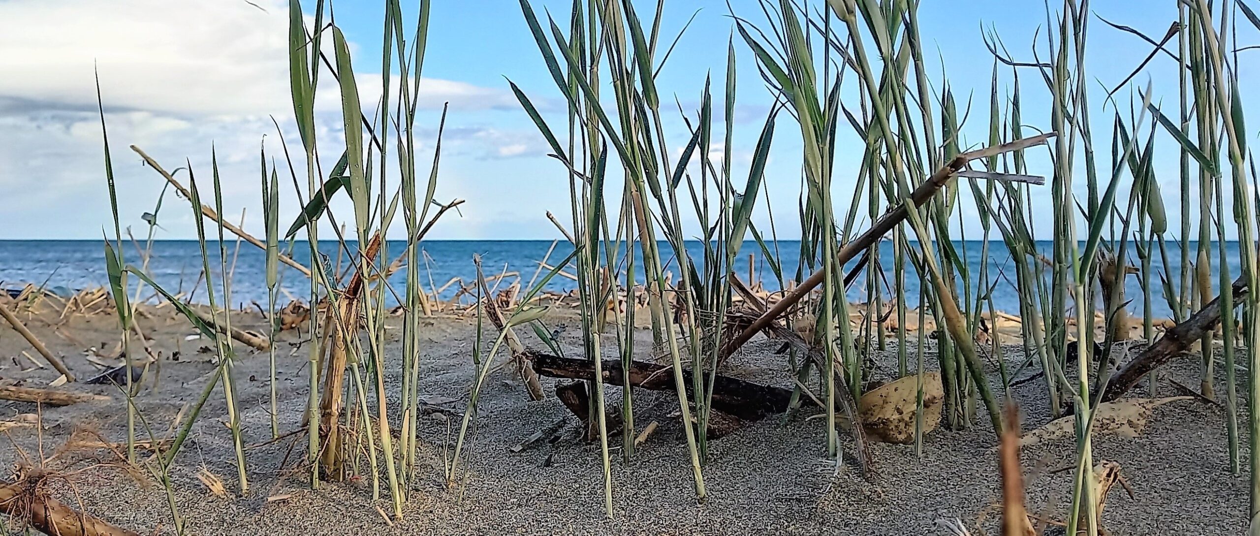 ripristino oasi della playa catania visionaria museo dello spazio imprints of peace cerchi d'oro
